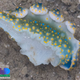 Illustration for article titled Striking Photographs Of Sea Slugs Expose The Alien World Under the Sea